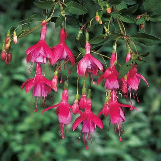 Fuchsia 'Son of Thumb'