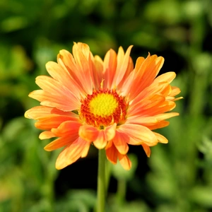 Gaillardia x grandiflora 'Amber Sunrise'