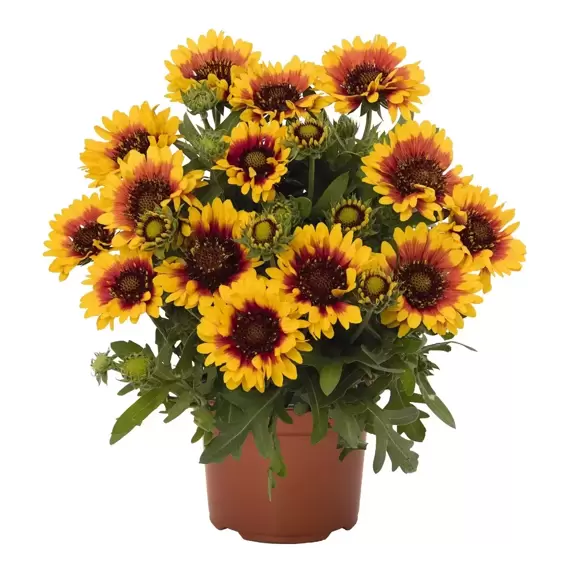 Gaillardia aristata 'Spintop Red Starburst' - image 2