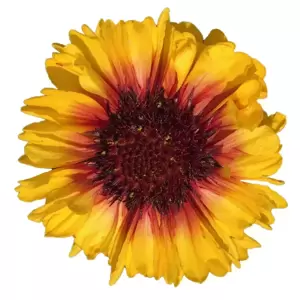 Gaillardia aristata 'Spintop Red Starburst' - image 3