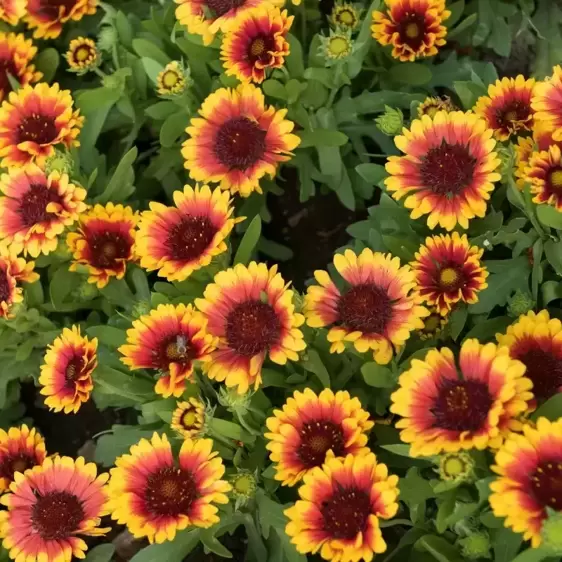 Gaillardia aristata 'Spintop Red Starburst' - image 1