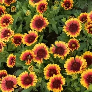 Gaillardia aristata 'Spintop Red Starburst' - image 1