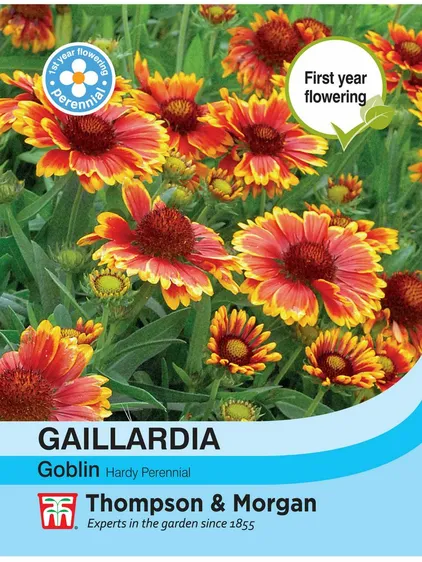 Gaillardia Goblin - image 1