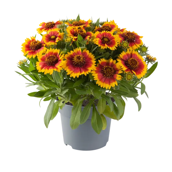 Gaillardia aristata 'Guapa Flamenco Bicolor'