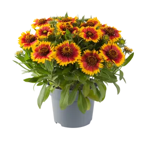 Gaillardia aristata 'Guapa Flamenco Bicolor'