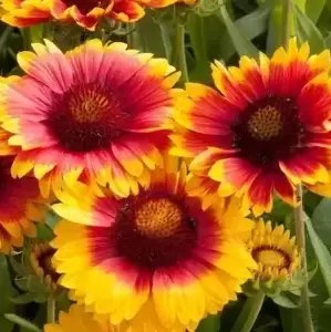 Gaillardia Mesa™ 'Bright Bicolour' 2L