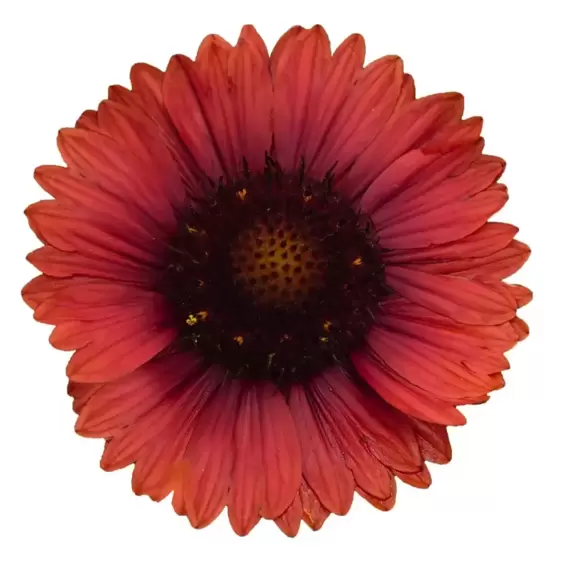 Gaillardia aristata 'Spintop Red' 2L - image 2