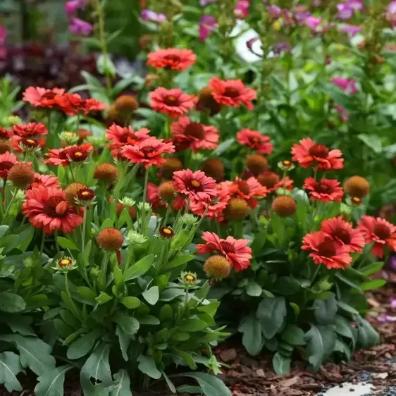 Gaillardia aristata 'Spintop Red' 2L - image 1