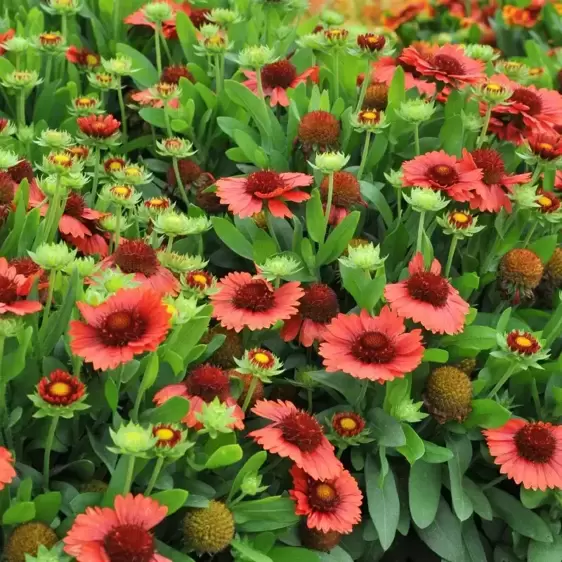 Gaillardia aristata 'Spintop Red' 2L - image 3