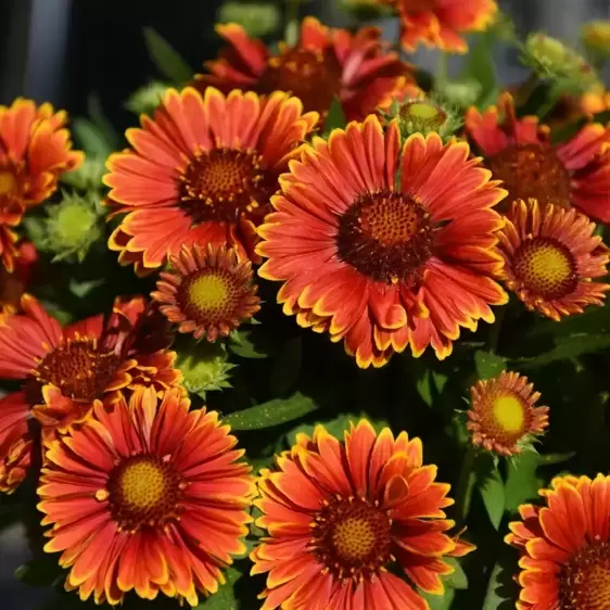 Gaillardia aristata 'Spintop Yellow Touch' 2L - image 1