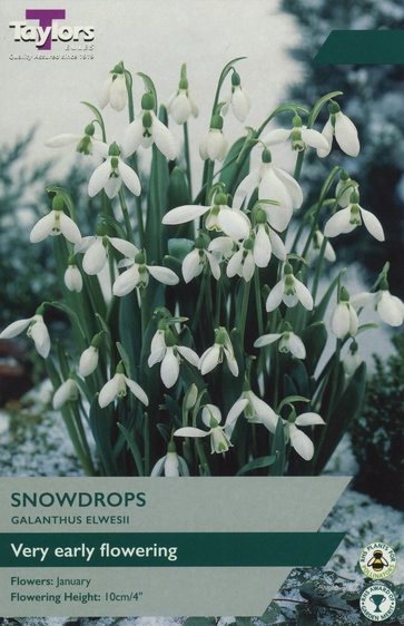 Galanthus elwesii