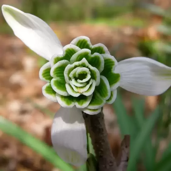 Galanthus 'Hippolyta' - image 2