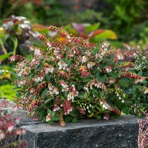 Gaultheria 'Florry' - image 3