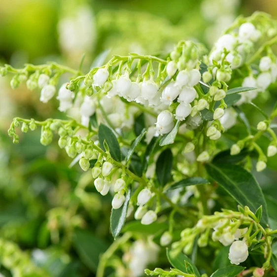 Gaultheria 'Florry' - image 4