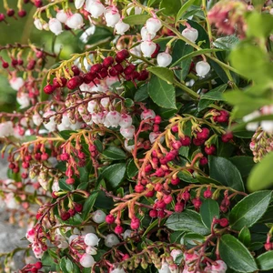 Gaultheria 'Florry' - image 1