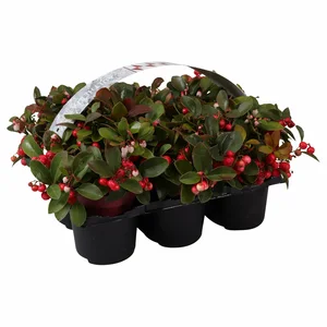 Gaultheria procumbens 6 pack - image 2