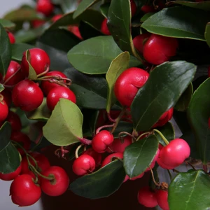 Gaultheria procumbens 10.5cm - image 1