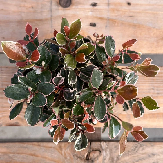 Gaultheria procumbens 'Winter Splash' - image 2