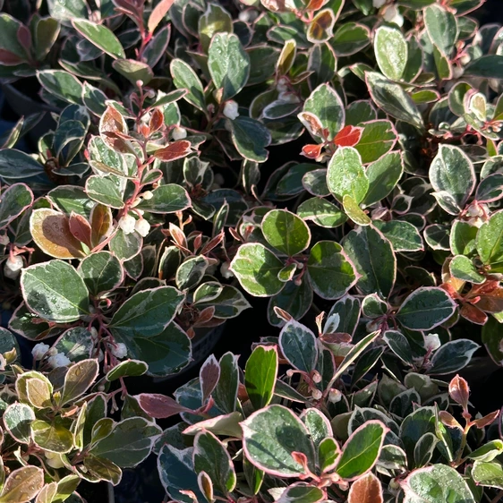 Gaultheria procumbens 'Winter Splash' - image 3