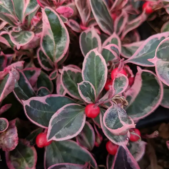 Gaultheria procumbens 'Winter Splash' - image 1