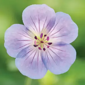 Geranium 'Azure Rush' 1L - image 1