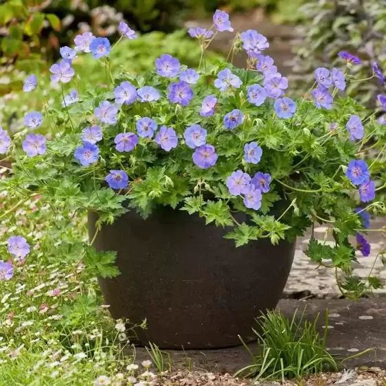 Geranium 'Azure Rush' 1L - image 3