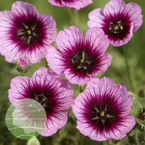 Geranium cinereum 'Jolly Jewel Violet' 10.5cm