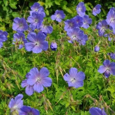 Geranium clarkei 'Kashmir Blue'