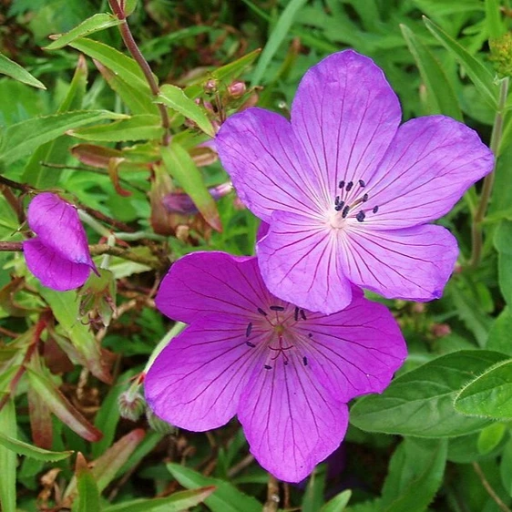 Geranium clarkei 'Kashmir Purple' 3L