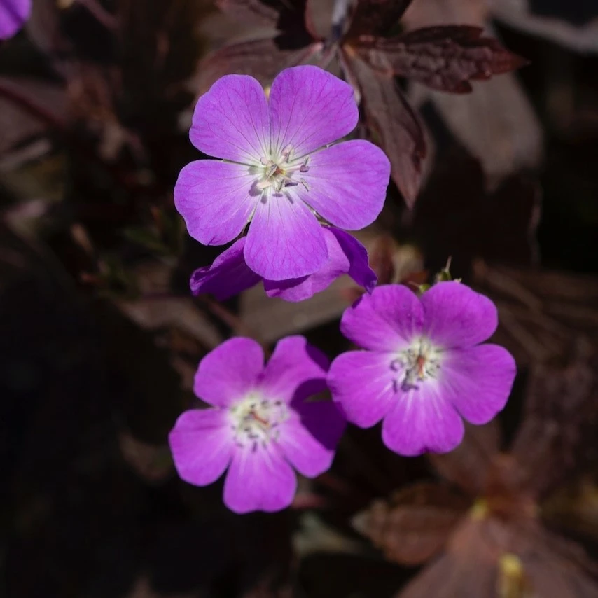 Geranium maculatum 'Stormy Night' - Cowell's Garden Centre | Woolsington