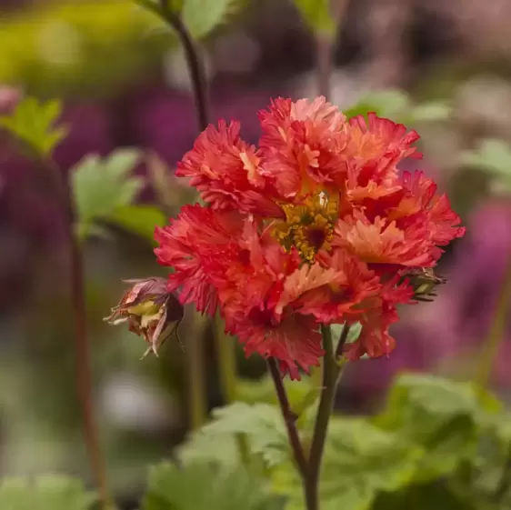 Geum 'Bohema Pink' 3L