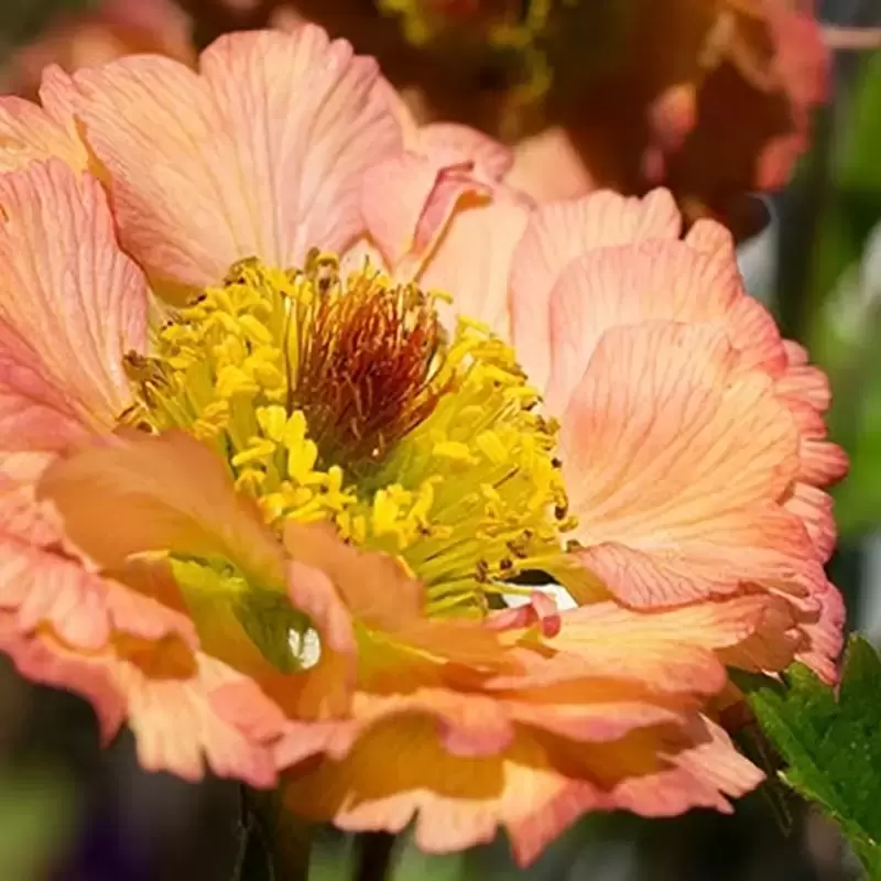 Geum Cocktails Mai Tai 3L Cowell S Garden Centre Woolsington