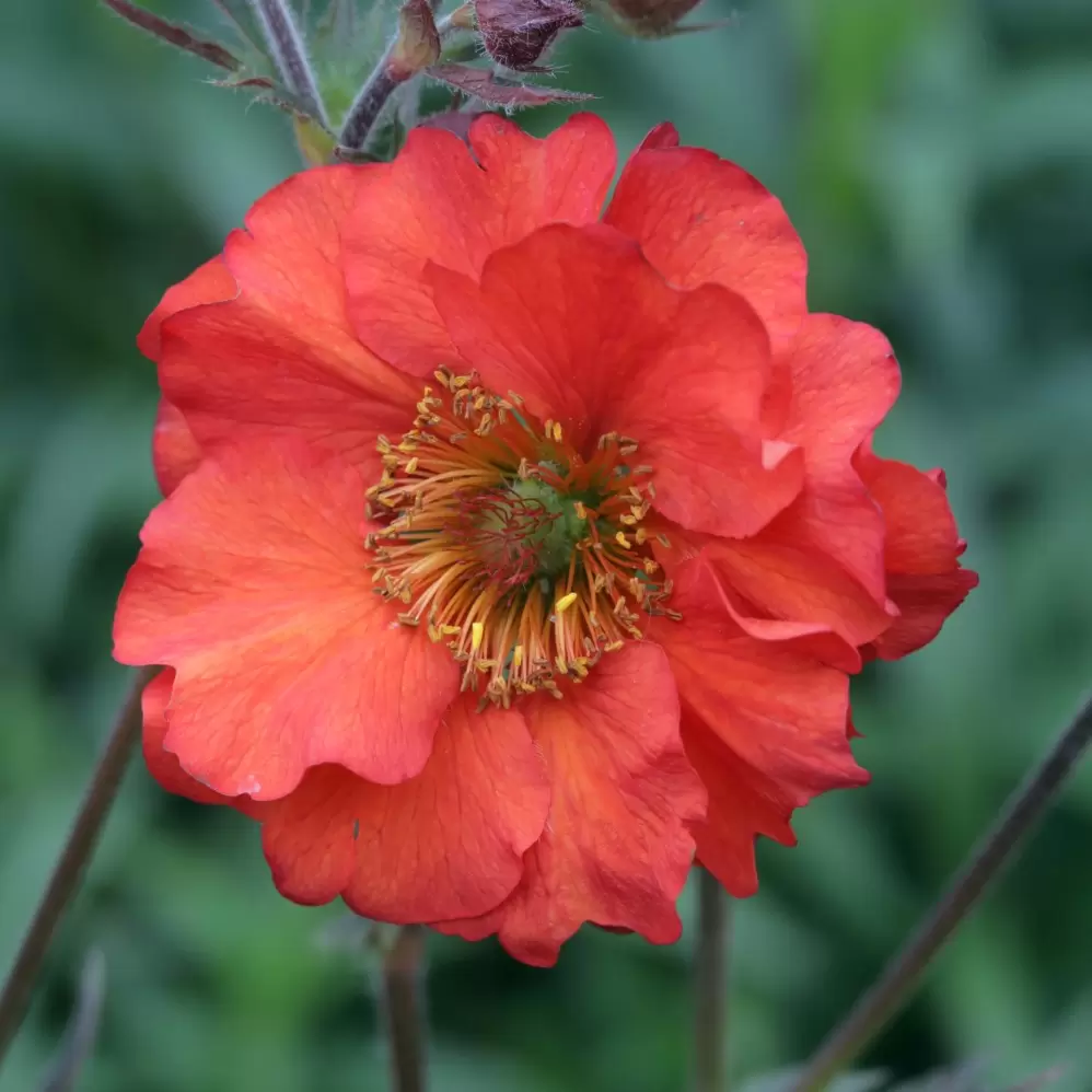 Geum 'Fiery Tempest' 2L - Cowell's Garden Centre | Woolsington