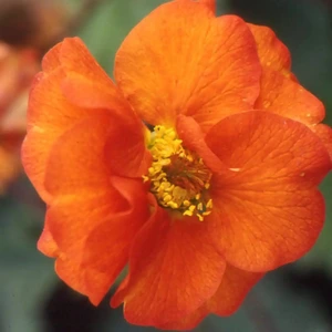 Picture Credit - Martin Ingall / The National Collection of Geum