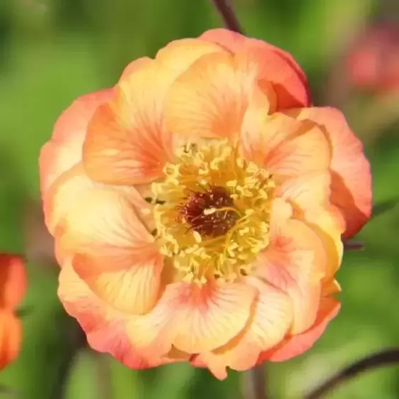 Geum 'Nonna'