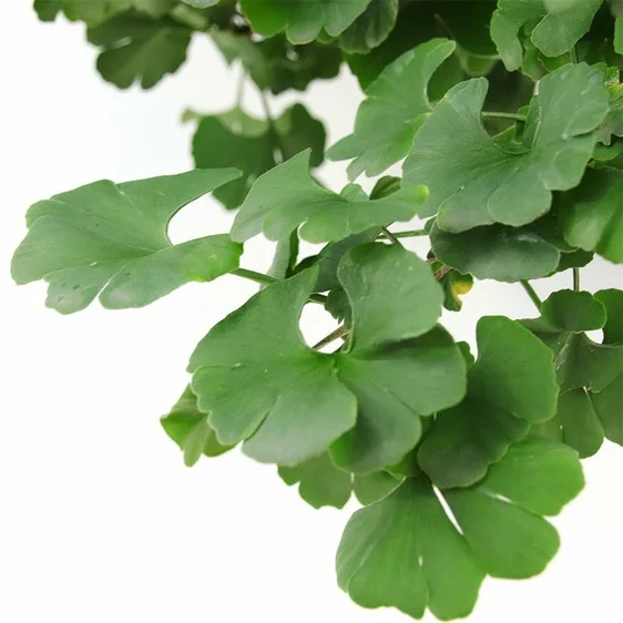 Ginkgo biloba