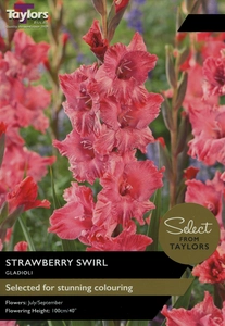 Gladioli Strawberry Swirl