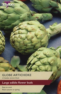 Globe Artichoke