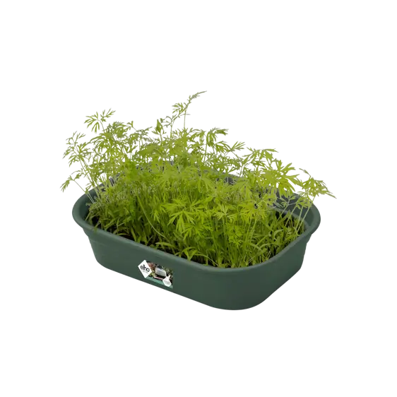 elho Green Basics Leaf Green Grow Tray - Small - image 1