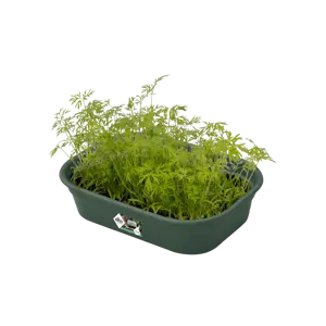 elho Green Basics Leaf Green Grow Tray - Large - image 1