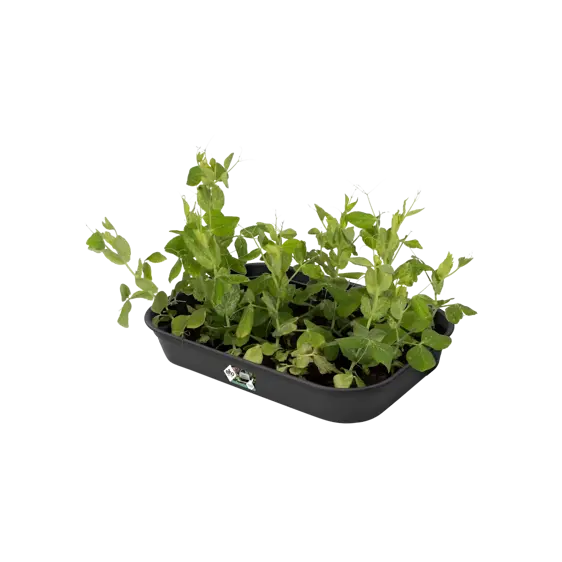 elho Green Basics Living Black Grow Tray - Medium - image 2