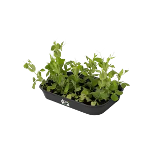 elho Green Basics Living Black Grow Tray - Medium - image 2