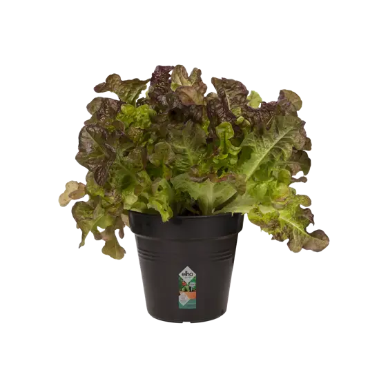 elho Green Basics Living Black Growpot Ø35cm - image 1