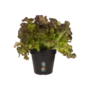 elho Green Basics Living Black Growpot Ø35cm - image 1