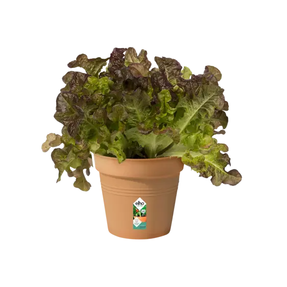 elho Green Basics Terracotta Growpot Ø11cm - image 2