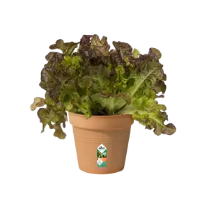 elho Green Basics Terracotta Growpot Ø27cm - image 2