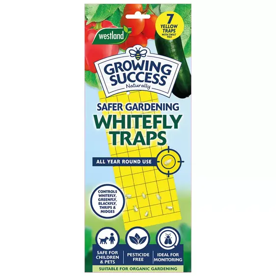 Growing Success Whitefly Traps