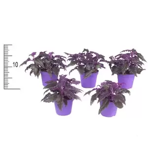Gynura aurantiaca 'Purple Passion' 7cm - image 1