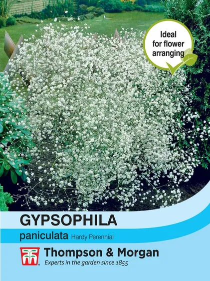 Gypsophila paniculata - image 1