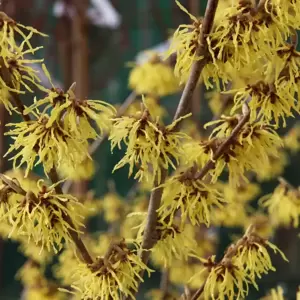 Hamamelis x intermedia 'Arnold Promise' 5L